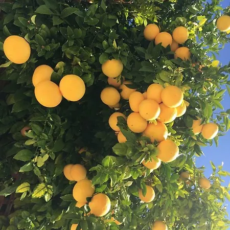 Alicia With Priv Pool, Beautiful Garden And Shady Veranda- 5 Min To The 빌라