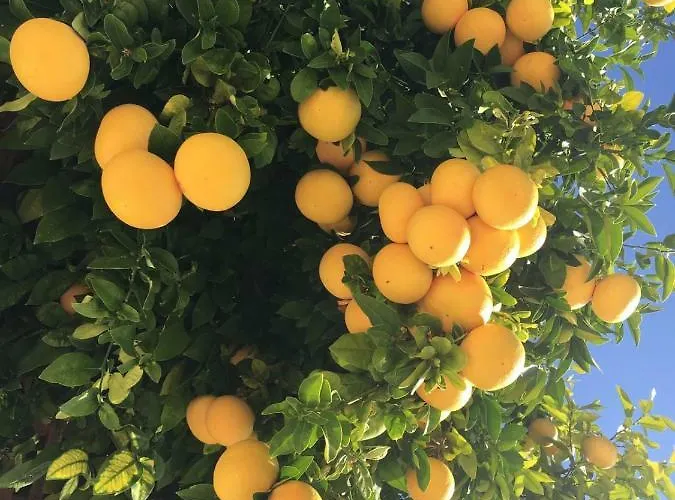 Alicia With Priv Pool, Beautiful Garden And Shady Veranda- 5 Min To The Villa